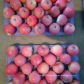 New Crop of Qinguan Apple Is Coming Soon